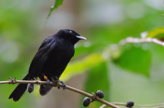 Tahitimonarch - Pomarea nigra